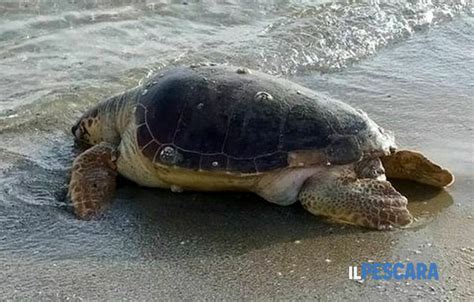 Tartaruga Ritrovata Morta Sul Lungomare Nord Aveva Una Rete Da Pesca