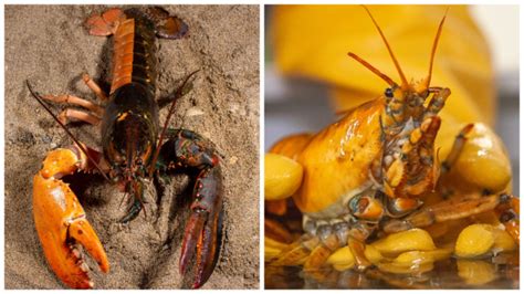 This orange lobster is a "one-in-30 million" find, experts say