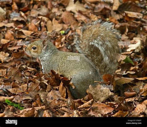 Ardilla Gris Oriental Sciurus Carolinensis Una Especie Introducida