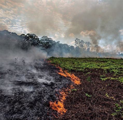 Amazon Rainforest Fires Everything You Need To Know And How You Can