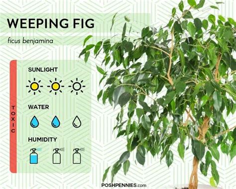 How To Care For A Weeping Fig Ficus Benjamina Artofit