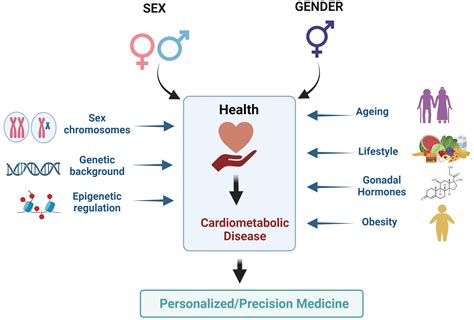Microrna In Cardiometabolic Health And Disease The Perspectives Of Sex Gender And Personalised