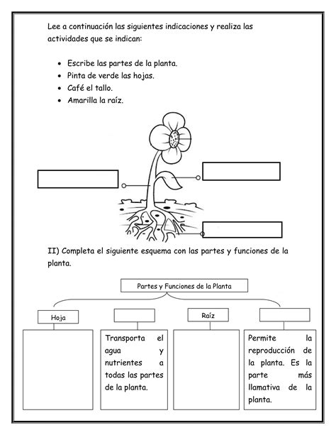 Partes De La Flor 1
