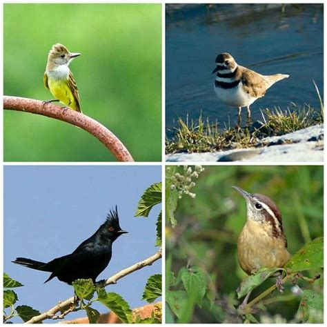 identifying birds birds identifying birds animals