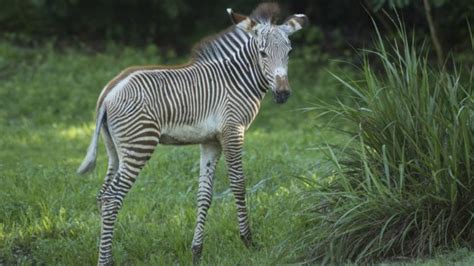 Two Grevy’s Zebra Foals Make Their Debut at Animal Kingdom