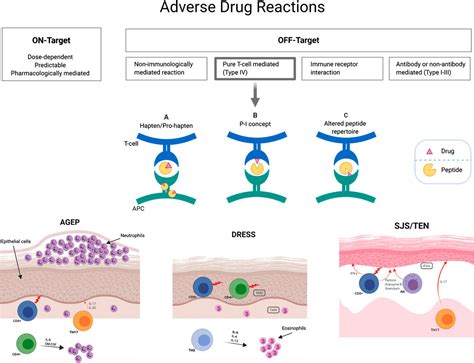 Frontiers An Updated Review Of The Diagnostic Methods In Delayed Drug