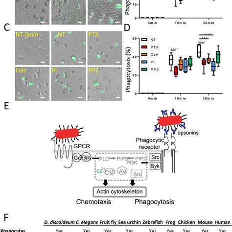 Fpr Mediated Flk Kdr Transactivation Triggers The Pi K Akt Pathway