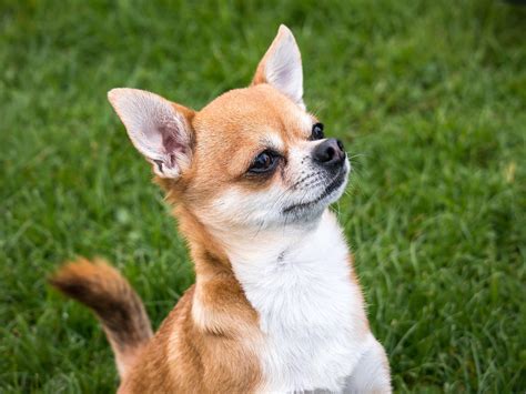 Chihuahua Chien Chiwawa - Photo gratuite sur Pixabay