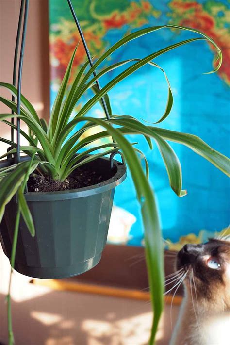 13+ Spider Plant Cats - FionaMarcus