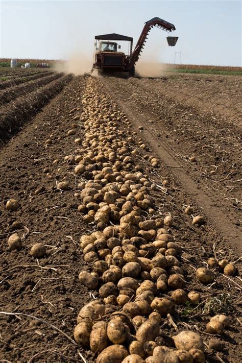 Potato Harvest In Fall Season At Countryside Stock Photo - Image of ...