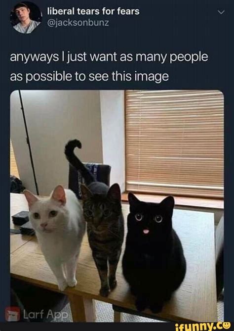 Fly Me To The Moon Let Me Kick It S Fucking Ass Let Me Show It What I Learned In My Moonjujitsu