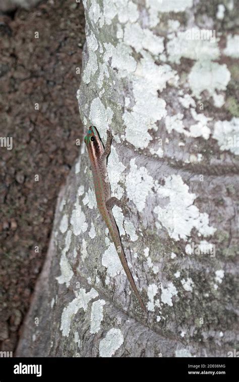 Mauritius Ornate Day Gecko Phelsuma Ornate Round Island Mauritius