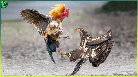 14 Incredible Rooster And Hen Attacks Caught On Camera Youtube