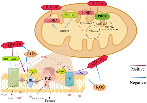 Biomolecules Free Full Text Hypoxia Inducible Factor 1 And