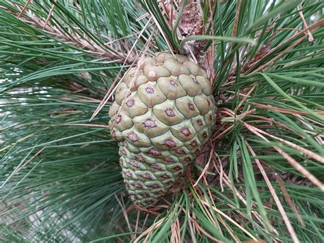 Pinus Radiata Monterey Pine
