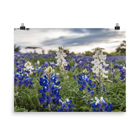 Bluebonnet Sunset – Authentic Texan