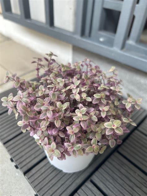 Callisia Repens Pink Lady Furniture Home Living Gardening Plants