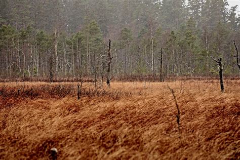 Meadow in Forest · Free Stock Photo