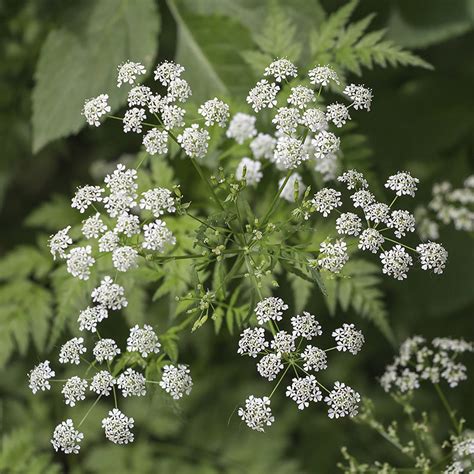 Poison Hemlock Sends Texan To Er What To Know About The Toxic Plant