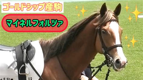 【ゴールドシップ産駒】マイネルフォルツァのカメラ目線がイケメンすぎた😍 Youtube