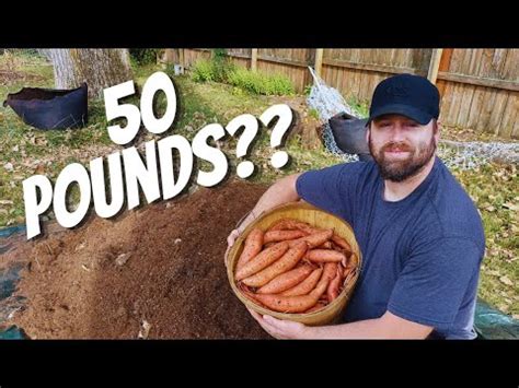 Harvesting Sweet Potatoes In Grow Bags From Amazon Sweet Potato