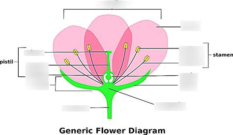 Plant Reproduction Diagram