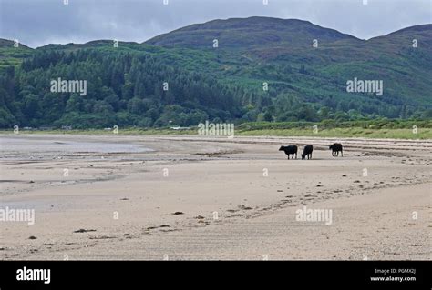 Cows Walking on Carradale Beach, Campeltown, Argyll, Scotland Stock ...