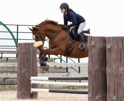 Horse show jumping a complete beginners guide – Artofit