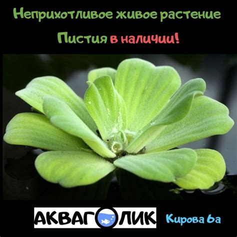 Неприхотливое аквариумное растение Пистия - в наличии ! Пистия (Pistia ...