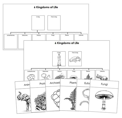 Six Kingdoms of Life Charts & Cards - Montessori Print Shop