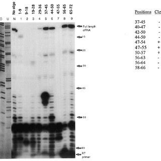 Structural Analysis Of In Vitro Synthesized CIRNA By Oligonucleotide