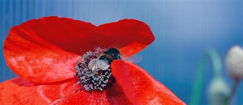 Abstract Red Poppy Flower Background . Stock Photo - Image of blooming ...