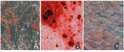 Mesodermal Differentiation Of Pdmcs A B Oil Red And Alizarin Red Download Scientific