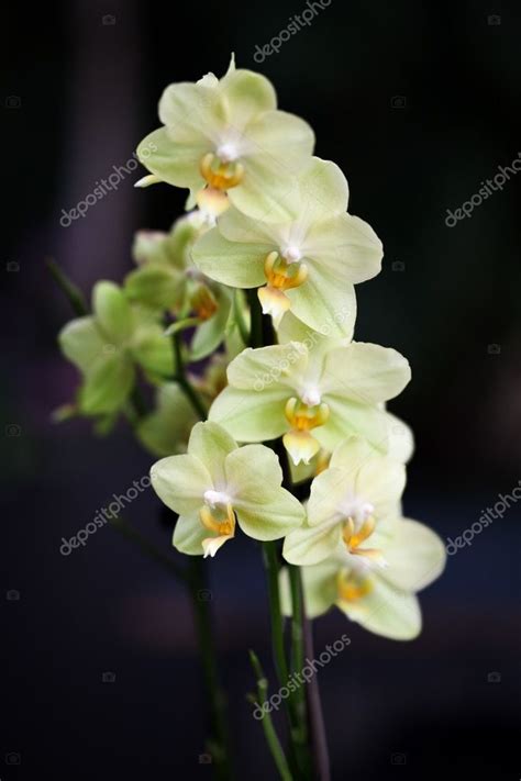 Beautiful orchids — Stock Photo © duskbabe #3529979