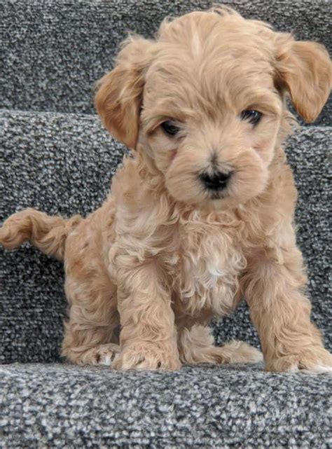 Cute Maltipoo Puppies Ready To Go Maltipoo Puppy Maltipoo Puppies