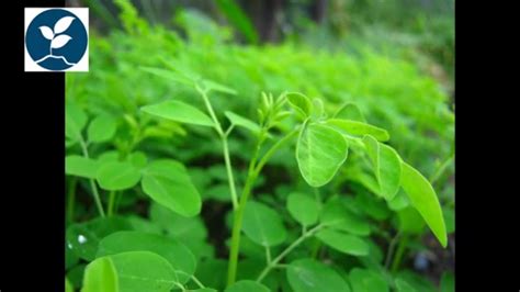 অলৌকিক গাছ সজিনা পাতার বিস্ময়কর গুণ Moringa Oleifera The Miracle Tree