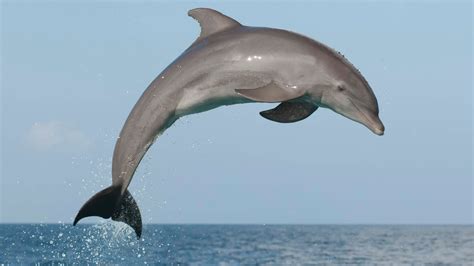 Interesting Facts About Dolphin Intelligent Aquatic Mammal