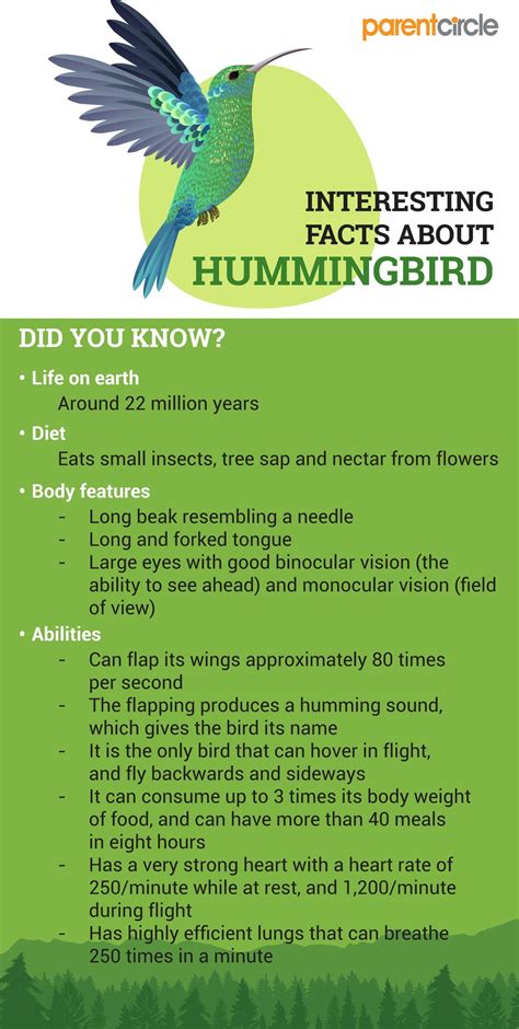 Hummingbird Facts For Kids Amazing And Interesting Facts