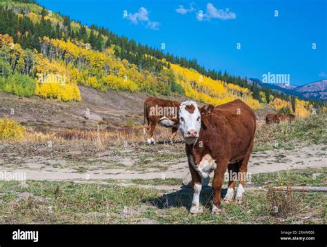 Growing Cattle Hi Res Stock Photography And Images Alamy