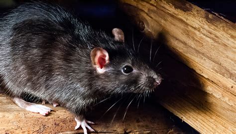 How To Get Rid Of Rats Sentinel Pest Control