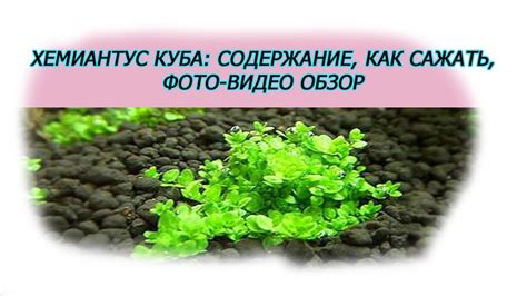 Хемиантус куба, почвопокровное аквариумное растение, содержание, как ...