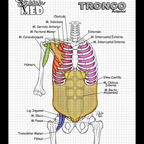 Pin de Body Soul Therapy Alberta C en Anatomia musculos Anatomía