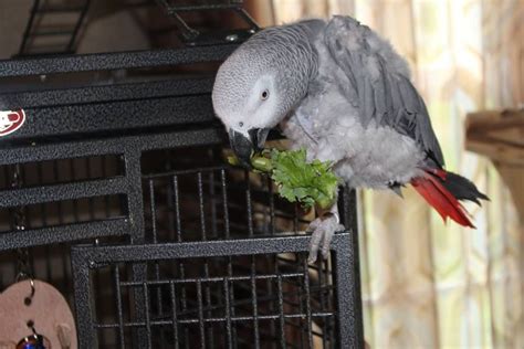 Congo African Grey African Grey Parrot All Berries List Of Vegetables Fruit List Parrots