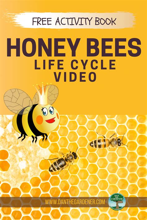 Honey Bees Life Cycle Video - Dan The Gardener & Friends