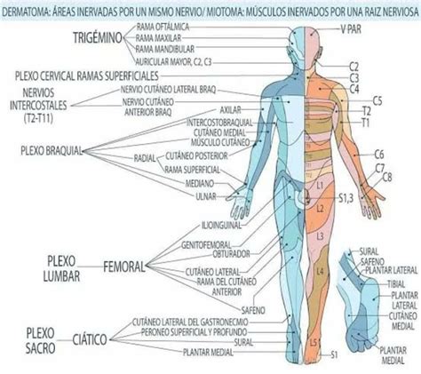 Miotomas Y Dermatoma