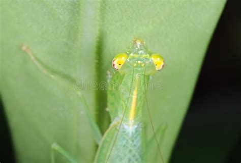 Macro Photo of Head of Praying Mantis Camouflage on Green Leaf Stock ...