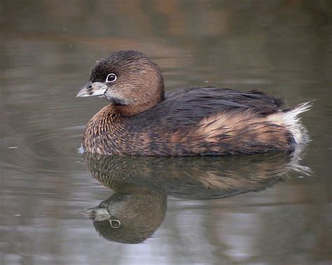 Pied Billed Grebe Walton County Flordia Inaturalist Australia