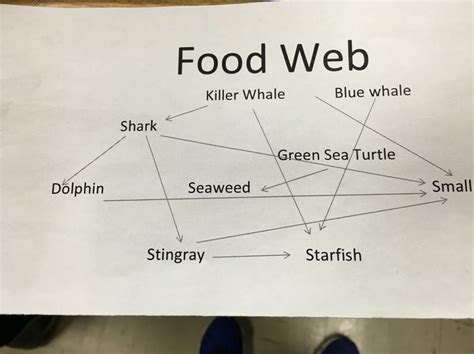 Food web in Ocean Ecosystem | Ocean ecosystem, Food web, Green sea turtle