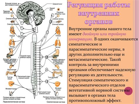 Вегетативная нервная система - презентация онлайн