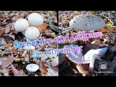 Speisepilze Und Giftpilze Im November 15 11 2023 YouTube